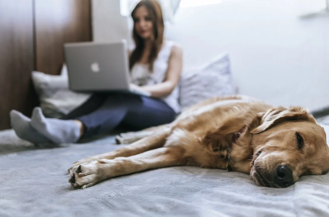 king size smart bed